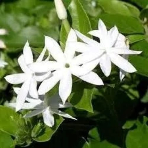 Jazmín Estrella (jasminum Multiflorum) Envió Gratis