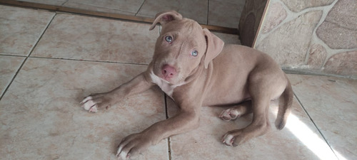 Vendo Cachorra American Pitbull Terrier