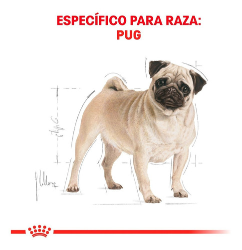 Imagen 2 de 4 de Alimento Para Perro Royal Canin Perro Pug 4.54 Kg