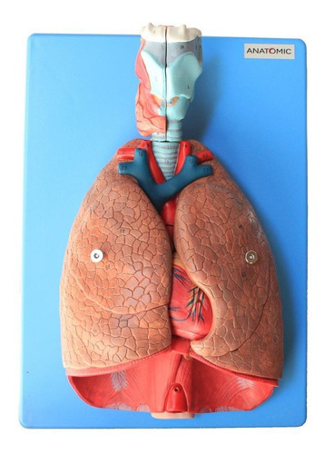 Sistema Respiratório E Cardiovascular, Luxo Em 7 Partes