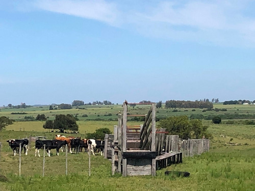 Campo De 73 Hás En Venta En San José, Al Límite Con Colonia.