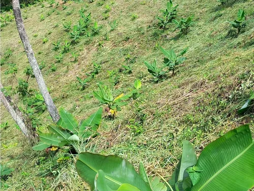 Se Vende Lote A Borde De Via Principal Barragan Genova
