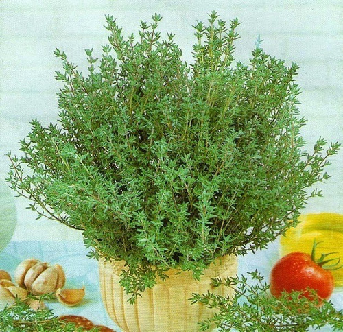 100 Sementes Tomilho/timo ** Thymus Vulgaris