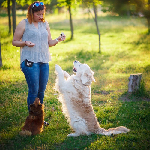Clicker De Entrenamiento Clicker De Entrenamiento De Perros