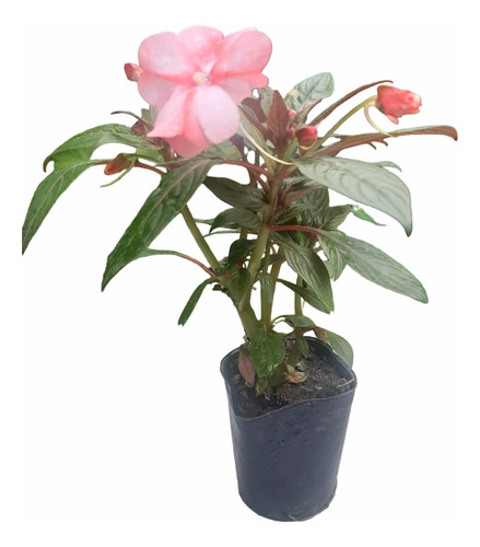 Imagen 1 de 4 de Planta Alegria Guineana Color Rosa Moron Raices Arcoiris