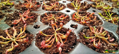 Imagen 5 de 5 de Planta Carnívora Darlingtonia Californica Lirio Cobra