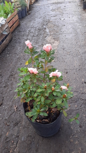 Azalea Azalea Japonica, Azalea Indica, Azalea Hybrida 5lts