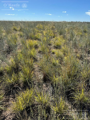 Campo De Cría/recría 74.000 Has. Para 8800 Madres, Armado En Mendoza