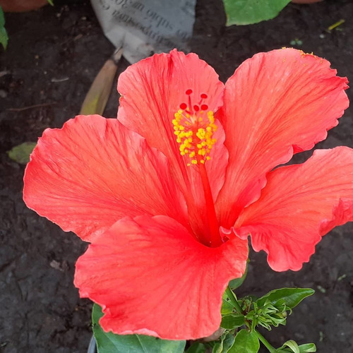 Imagen 6 de 8 de Rosa China (hibiscus Rosa) M14