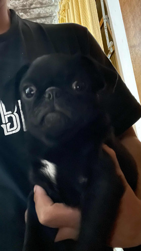 Cachorro Da Raça Pug Com Idade De Sete Meses.
