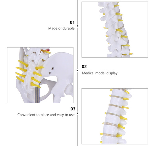 Training Spine Model Para Todo El Cuerpo