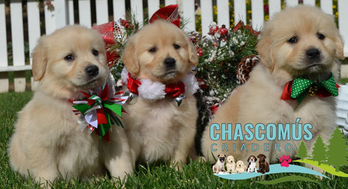 Cachorros Golden Reales Criados En Campo. Criadero Chascomús