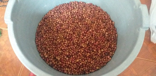 Semillas De Eugenia X 4 Kilos Para Jardineras Y Cercas Vivas