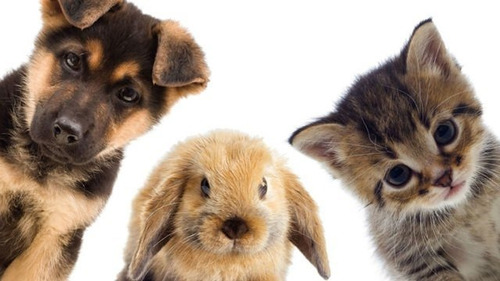 Imagen 3 de 8 de Castraciones Económicas Perros/as, Gatos/as Y Conejos