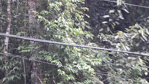 Imagem 12 de 14 de Serra Da Cantareira Terreno Possiblidade De Permuta Parcial