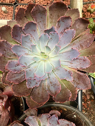 Imagen 3 de 4 de Echeveria Neón Breaker Grande - Plantas Suculentas Exóticas