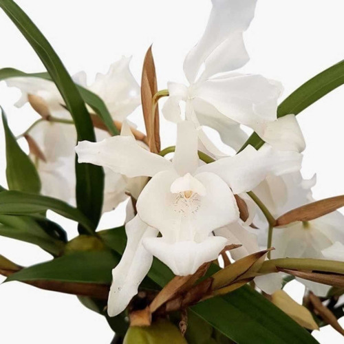 Orquídea Coelogyne Cristata Alba Entouceirada Planta Adulta