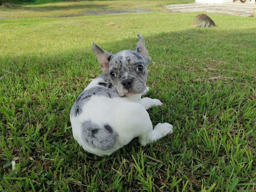 Cachorros Bulldog Francés Merle Exotic Llanogrande Rionegro