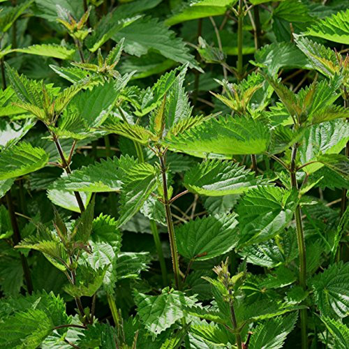 Semillas De Ortiga (urtica Dioica) En Cápsulas Congeladas De