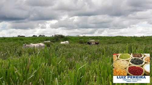 Imagem 8 de 12 de Fazenda À Venda Em Itacajá - T0 - De 230 Alqueirões (dupla Aptidão) - 1620