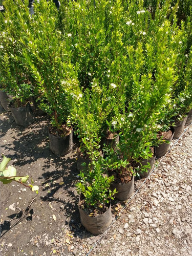 Imagen 6 de 6 de Planta De Mirto Myrtus Communis