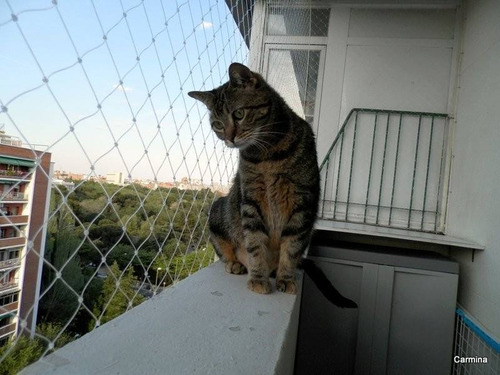 Mallas De Seguridad Gatos Mascotas Balcones Ventanas