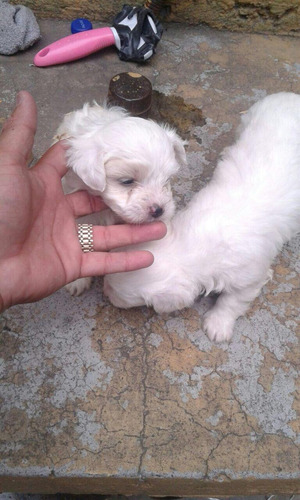 Los Mas Bellos Cachorros Bichon Maltes Miniatura