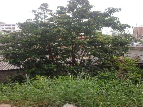 Imagem 6 de 14 de Comércio Vila Paranaguá São Paulo/sp - 9581