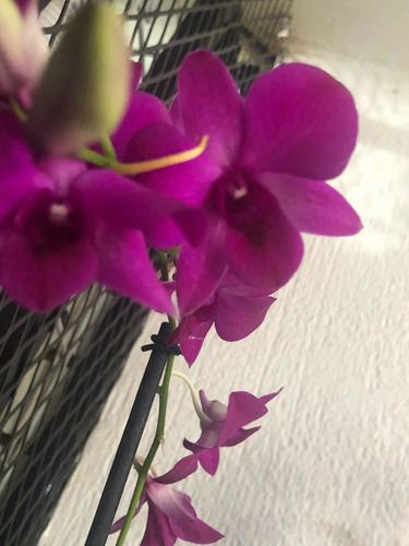 Imagen 8 de 10 de Orquídeas Dendrobium Phalaenopsis