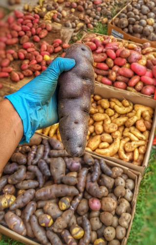 Papas Chilotas Nativas ( 5 Kg) - El Huerto De Chiloé
