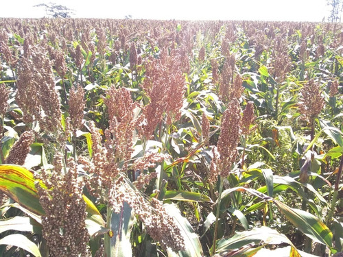 Imagem 28 de 30 de Fazenda À Venda Em Echaporã/sp - Fa00113 - 68992877
