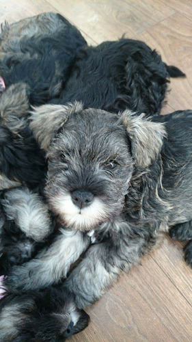 Hermosos Cachorros Schnauzer Sal Y Pimienta 