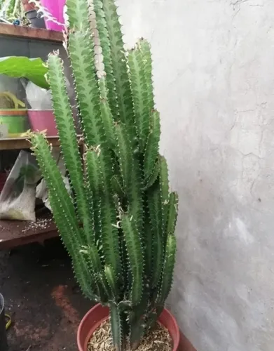Cactus Euphorbia Trigona