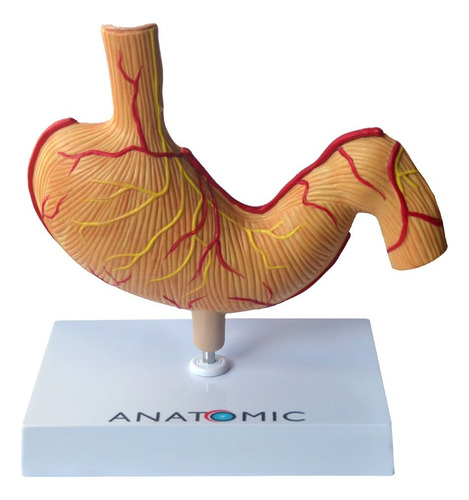 Estômago Humano Com Patologias, Anatomia
