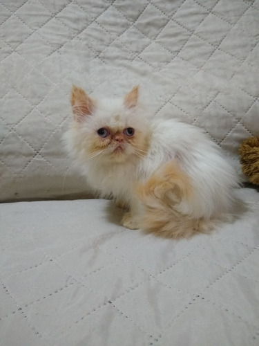 Imagen 2 de 6 de Gatita Persa Hembra