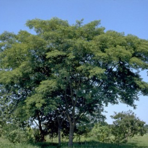1000 Sementes P Muda Angico Branco Cerrado Praça Jardim Faz