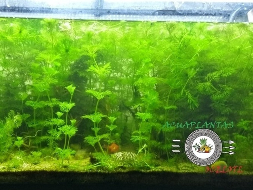 Decoración Ambulia (limnophila Sessiliflora) X15 Tallos