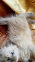 Comprar Gata Gatita Ragdoll Muy Linda !!!  N0 Persa Bengal Himalayo