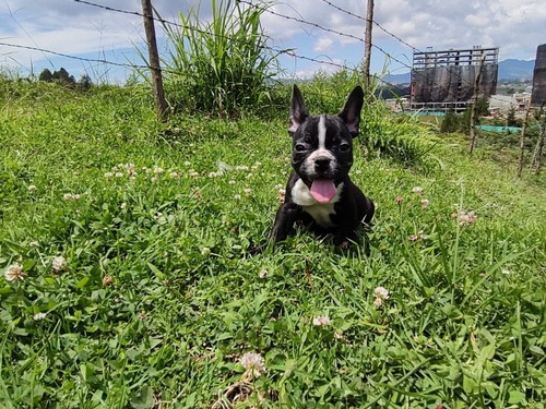 Cachorro Bulldog Francés 