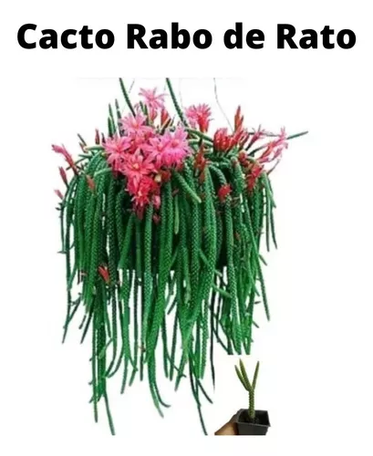 Cacto Rabo De Rato Flor Rosa Raros Coleção Novidade à venda em Itumbiara  Goiás por apenas R$ 57.21 - OCompra.com Brasil