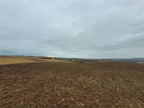 Imagen 5 de 13 de Agrícola En Venta En Galvarino
