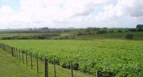 Campo En Venta - Cerro Largo