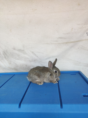 Hermoso Conejo Enano