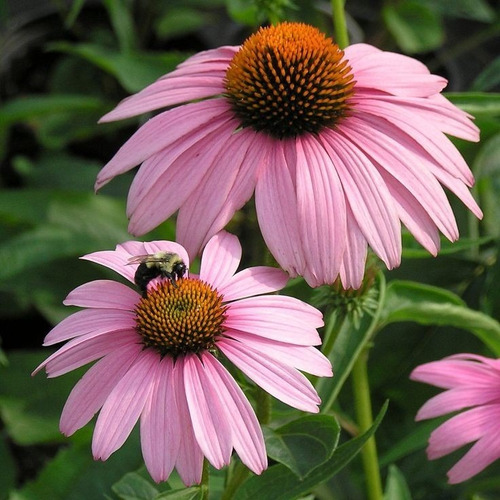 Semillas De Flor Echinacea Púrpura 