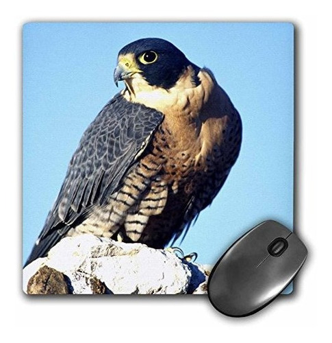 Pad Mouse Peregrine Falcon Bird David Northcott