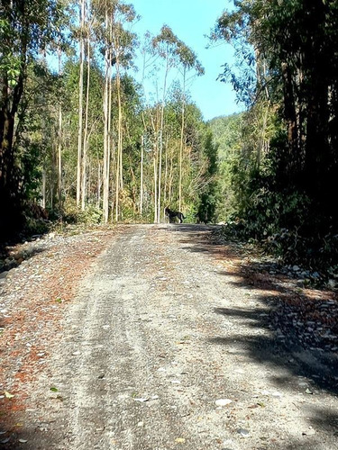 Imagen 8 de 23 de Agrícola En Venta En Puerto Montt