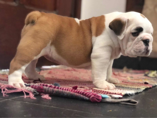 Imagen 4 de 10 de Cachorros Bulldog Inglés Con Pedigri Kcu