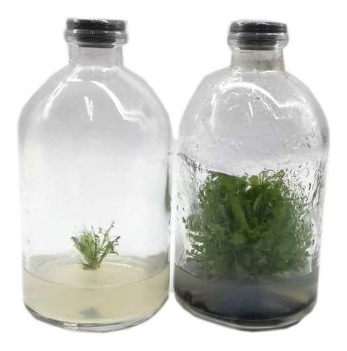 Imagen 1 de 2 de Planta Carnivora In Vitro Drosera Spatulata Vitroplantas