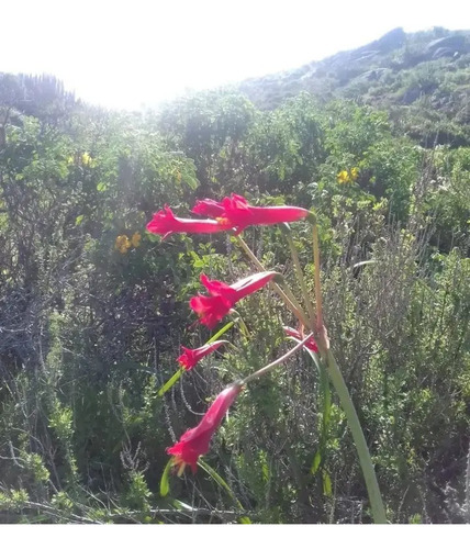 Terreno Arrayán Costero La Serena