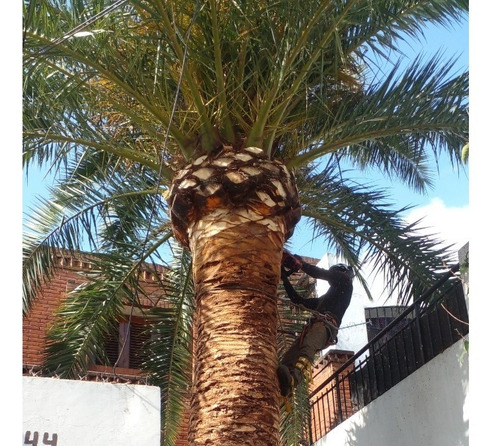 Imagen 12 de 12 de Poda De Arboles Tala Extracciones Palmera Whatsap 1528694955